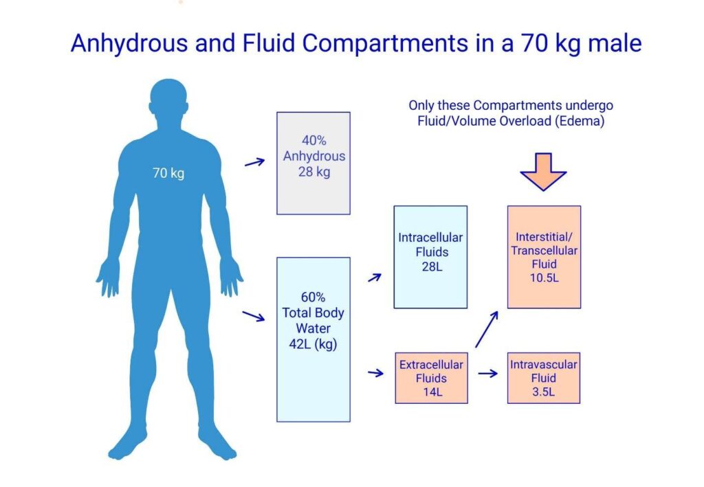 Graphic with the title "Anhydrous and fluid compartments in a 70kg male"