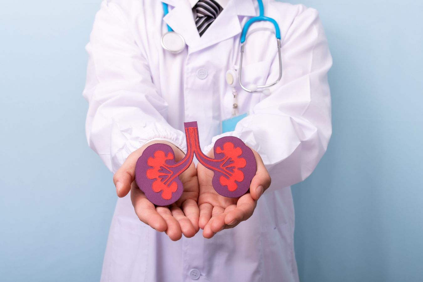 doctor holding model kidney in his hands