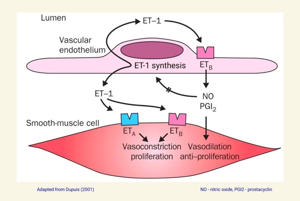 chart showing the balance of opposing effects of ETA and ETB on the vasculature