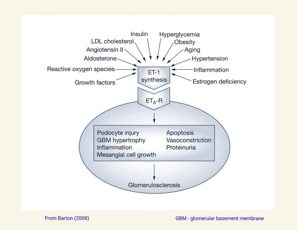 Diagram showing causes for elevated ET-1 levels in the kidney as well as various adverse consequences of elevated ET-1 levels.